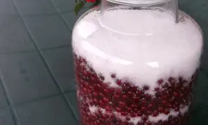 Sok z czerwonej porzeczki przepis: czerwone porzeczki i cukier w słoju, gotowe do maceracji.