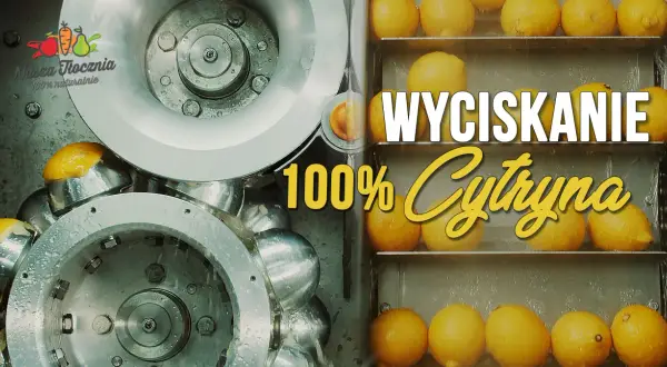 Wyciskanie 100% cytryny. Zobacz, ile cytryn na litr soku powstaje w naszej naturalnej tłoczni.