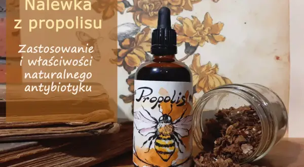 Jak stosować nalewkę z propolisu, aby skutecznie zwalczyć infekcje?